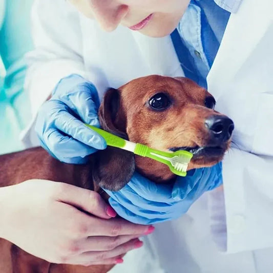 Why Dogs Reject Teeth Brushing: How the Right Toothbrush Can Change Everything?